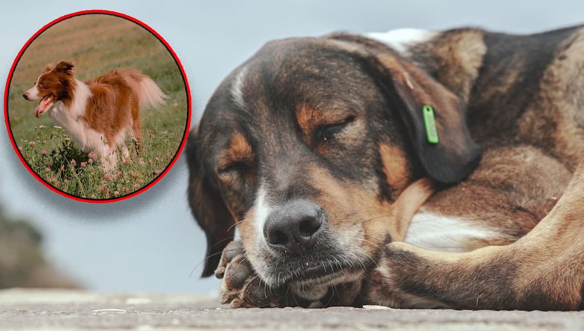 ¿Por qué los perros rascan el piso antes de acostarse?