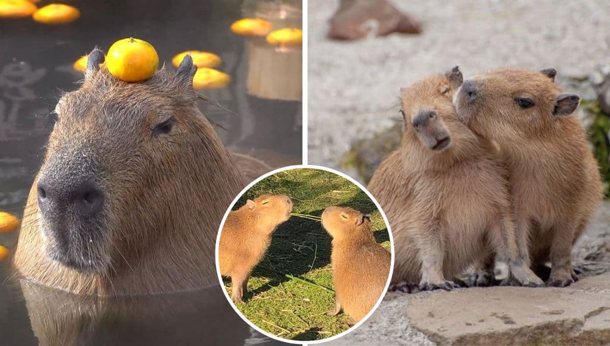 ¿Por qué los capibaras son amigos de TODOS los animales?