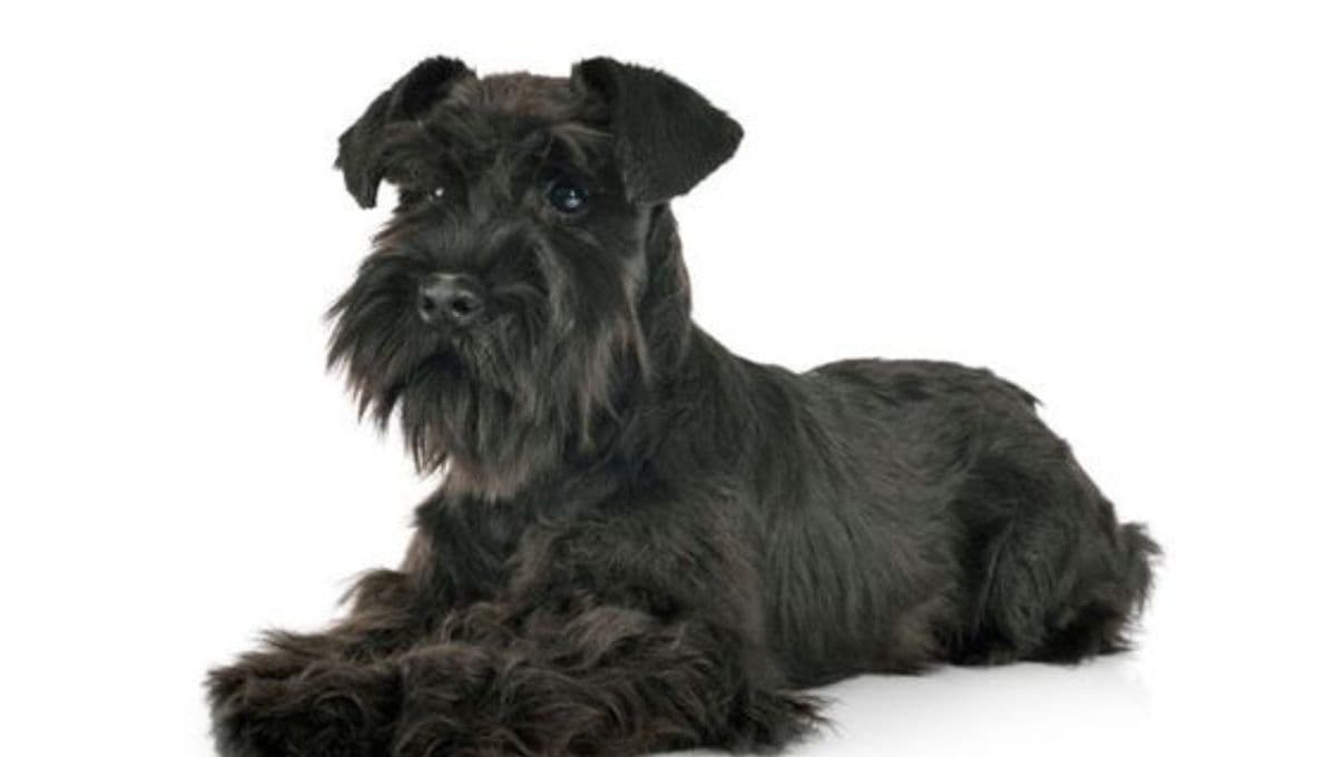 ¿Cuánto es lo máximo que crece un perro Schnauzer miniatura?
