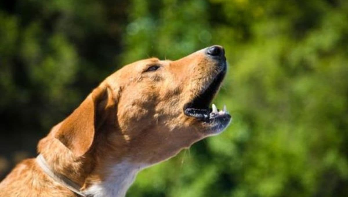 Perros: ¿cómo tranquilizarlos por el ruido de los cohetes en Año Nuevo?