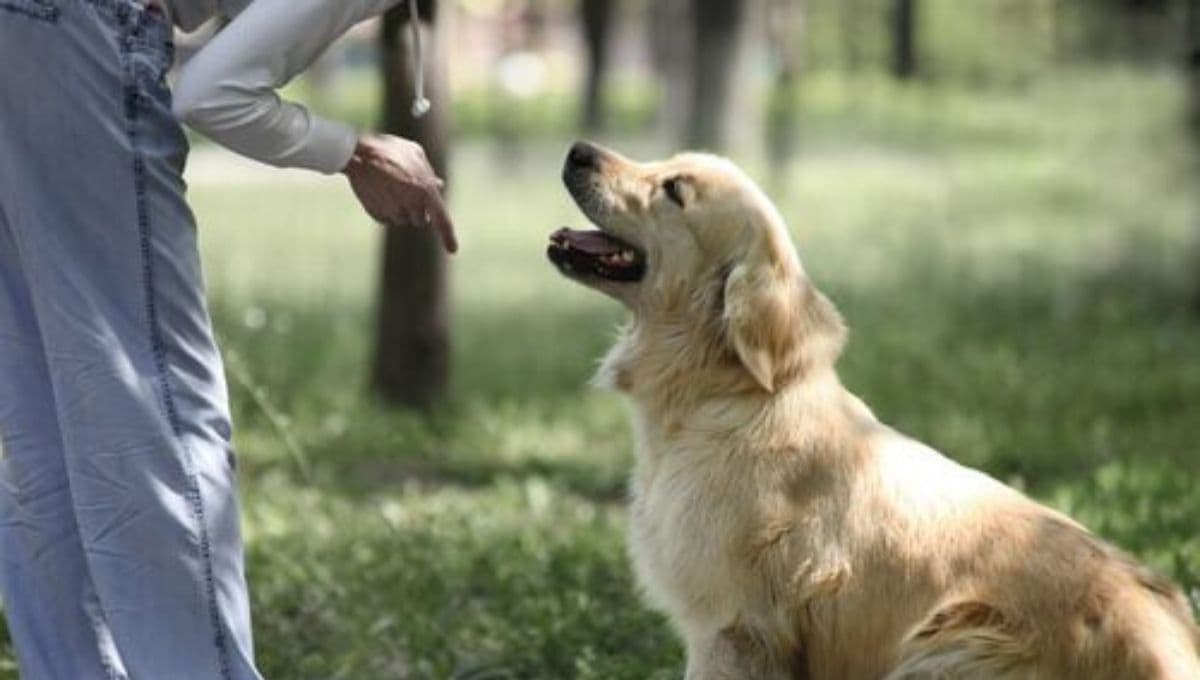 ¿Cuál es la raza de perro más amada del mundo? Y no, no es el Golden Retriever