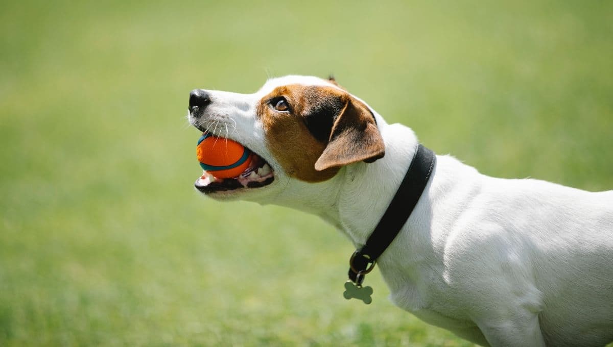 ¿Cómo pasa el tiempo para los perros?