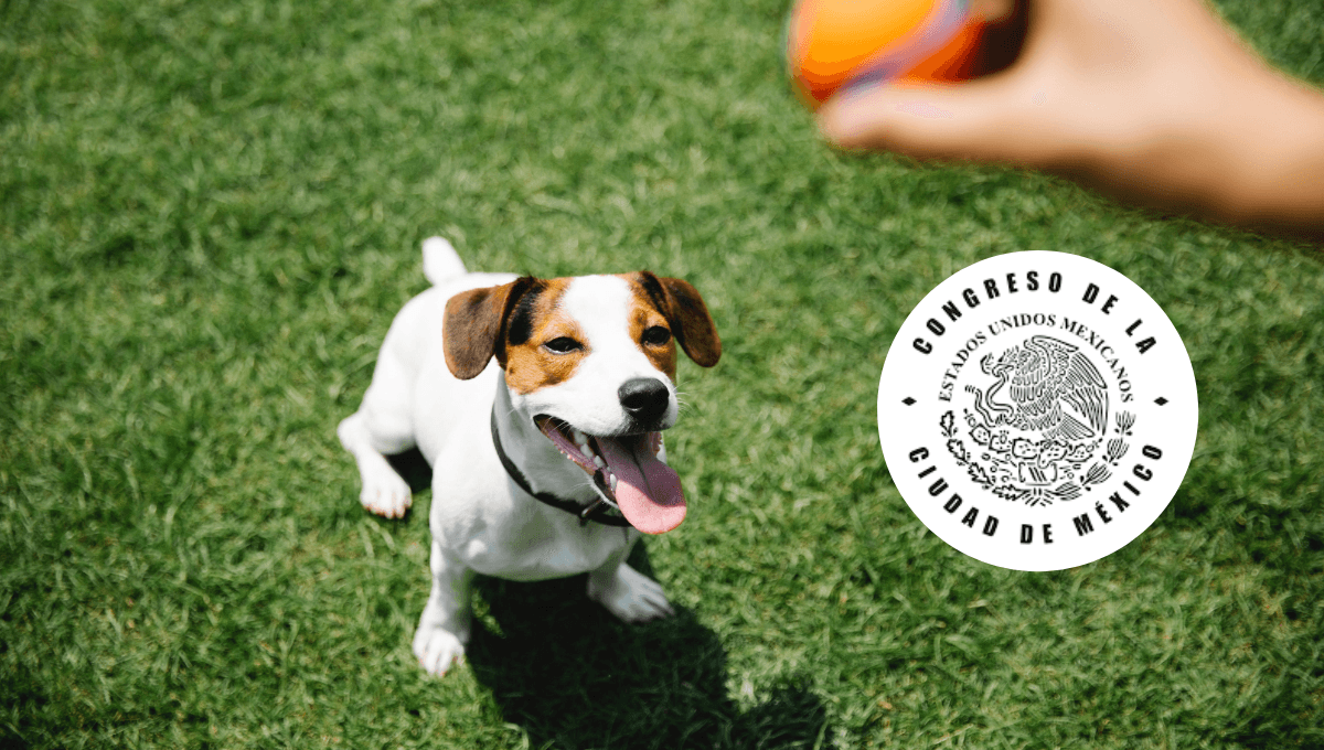 Ley de Bienestar Animal: estas son tus nuevas obligaciones con tus mascotas en 2024