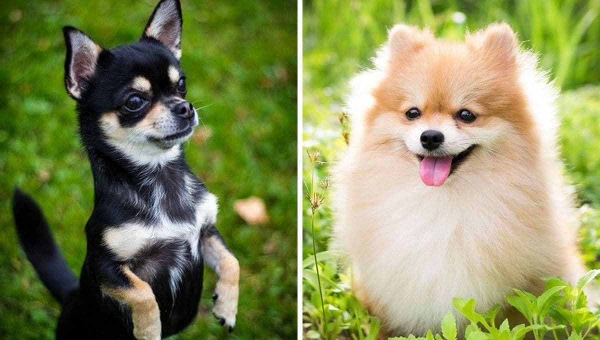 Chihuahua o Pomerania, ¿qué raza de perro pequeño vive más y cuál es mejor tener?