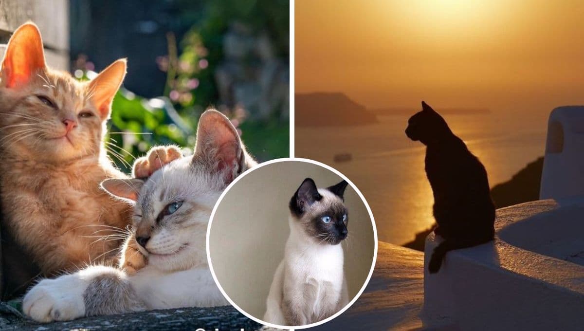 ¿Qué significa cuando un gato se va PARA SIEMPRE y no vuelve?