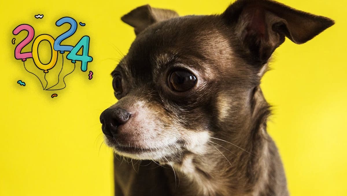 5 nombres bonitos para perros machos chihuahua que serán populares en 2024