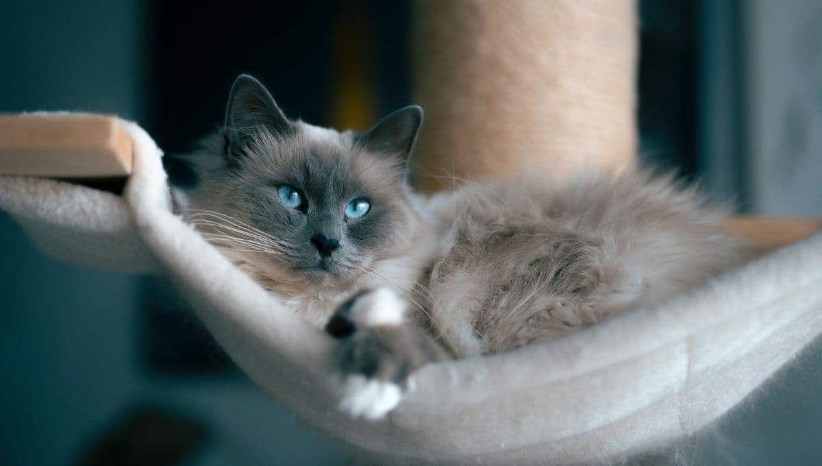 Gatos Ragdoll: Características, cuántos años vive y por qué se llama así
