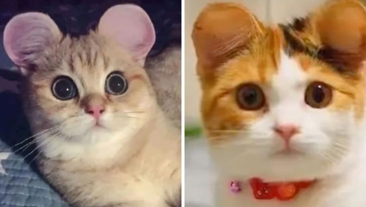 ¿Por qué en China cortan las orejas de los gatos en forma de Mickey Mouse y qué daños pueden sufrir?