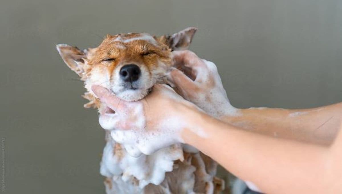 ¿Qué shampoo es bueno para los perros Schnauzer?