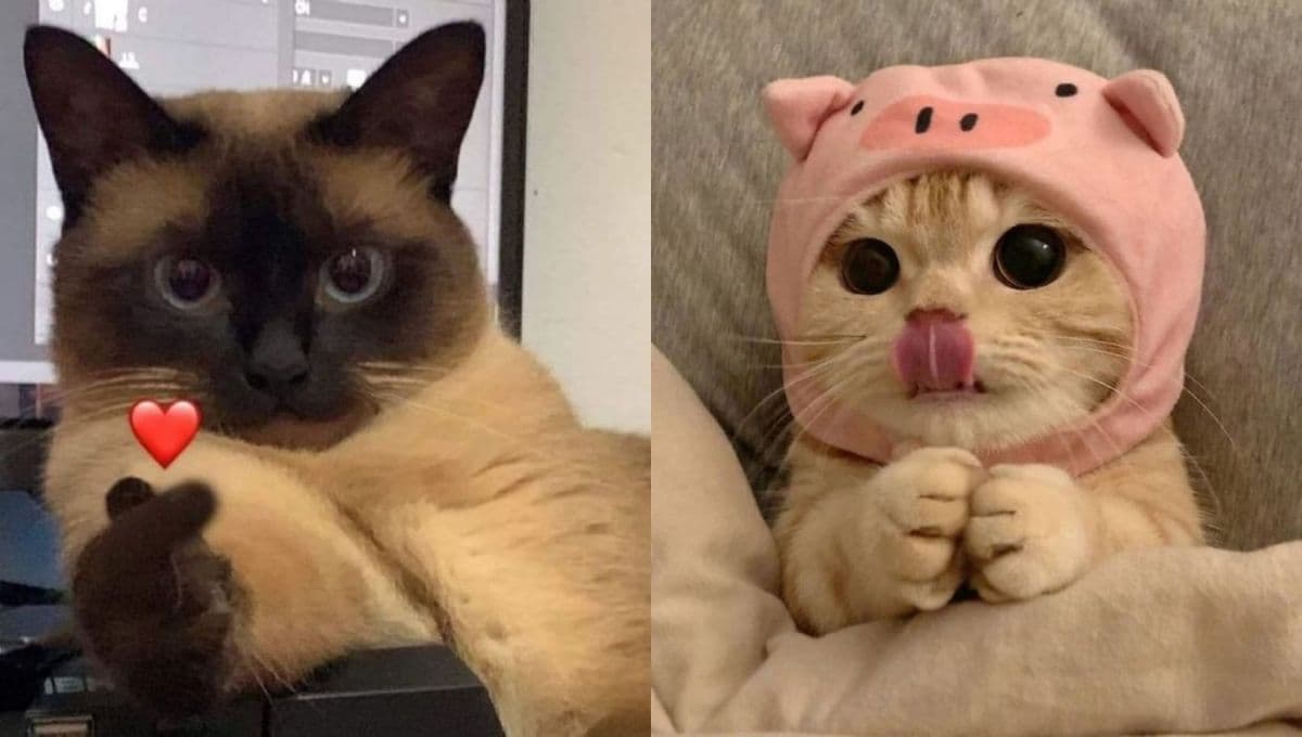 7 fotos de gatos tiernos para poner de perfil en este 2024