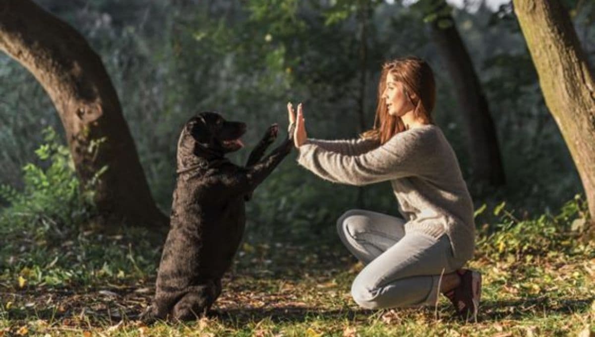 ¿Cómo saber si un perro es derecho o zurdo? Expertos revelan 4 trucos