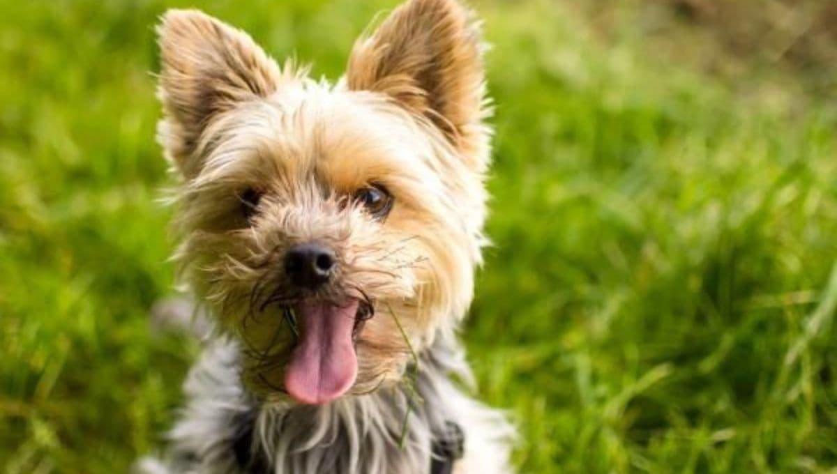 ¿Cómo es la personalidad de un perro Yorkshire?