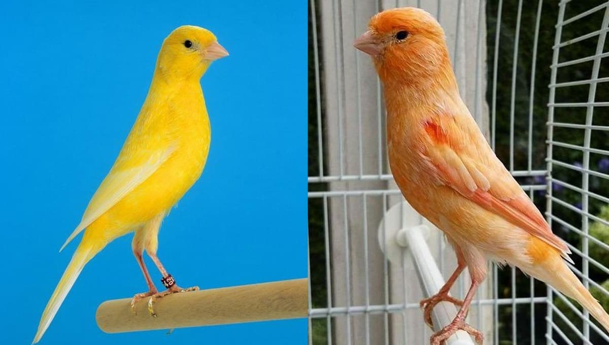 ¿Qué canario canta más el macho o la hembra?