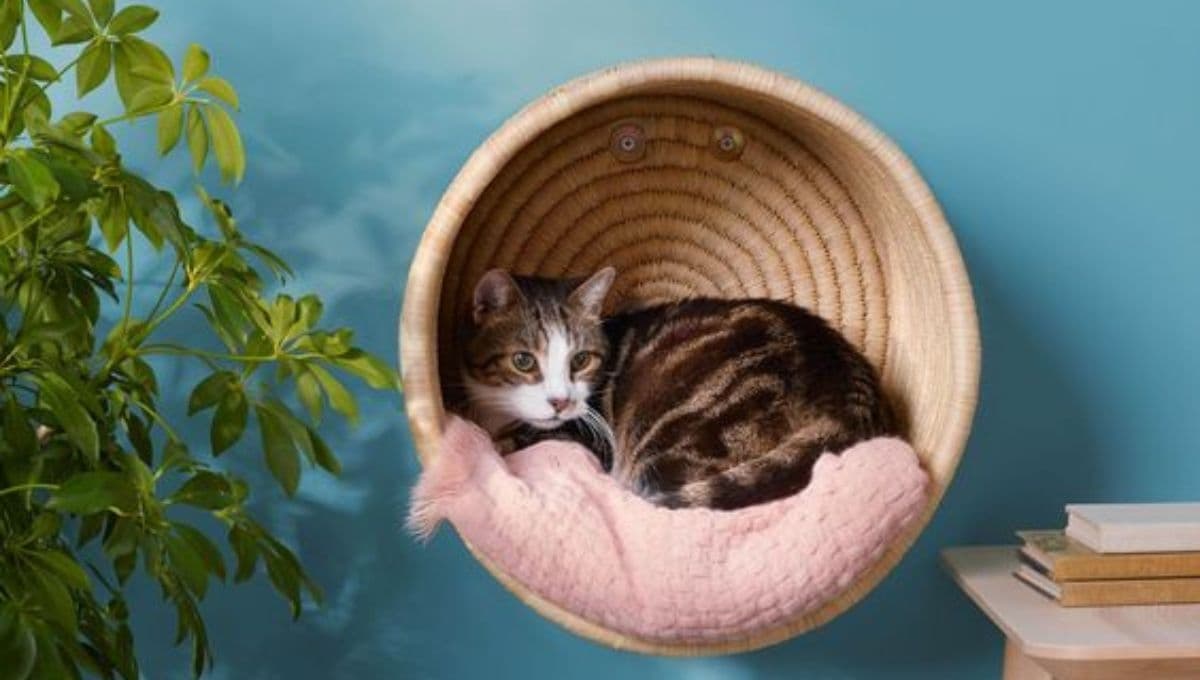 6 ideas bonitas para adaptar un espacio en casa para gatos