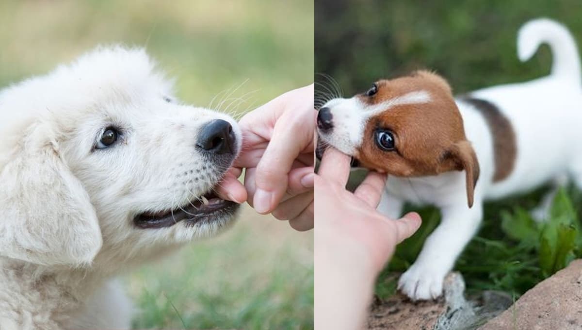 ¿Cómo evitar que mi perro muerda todo?