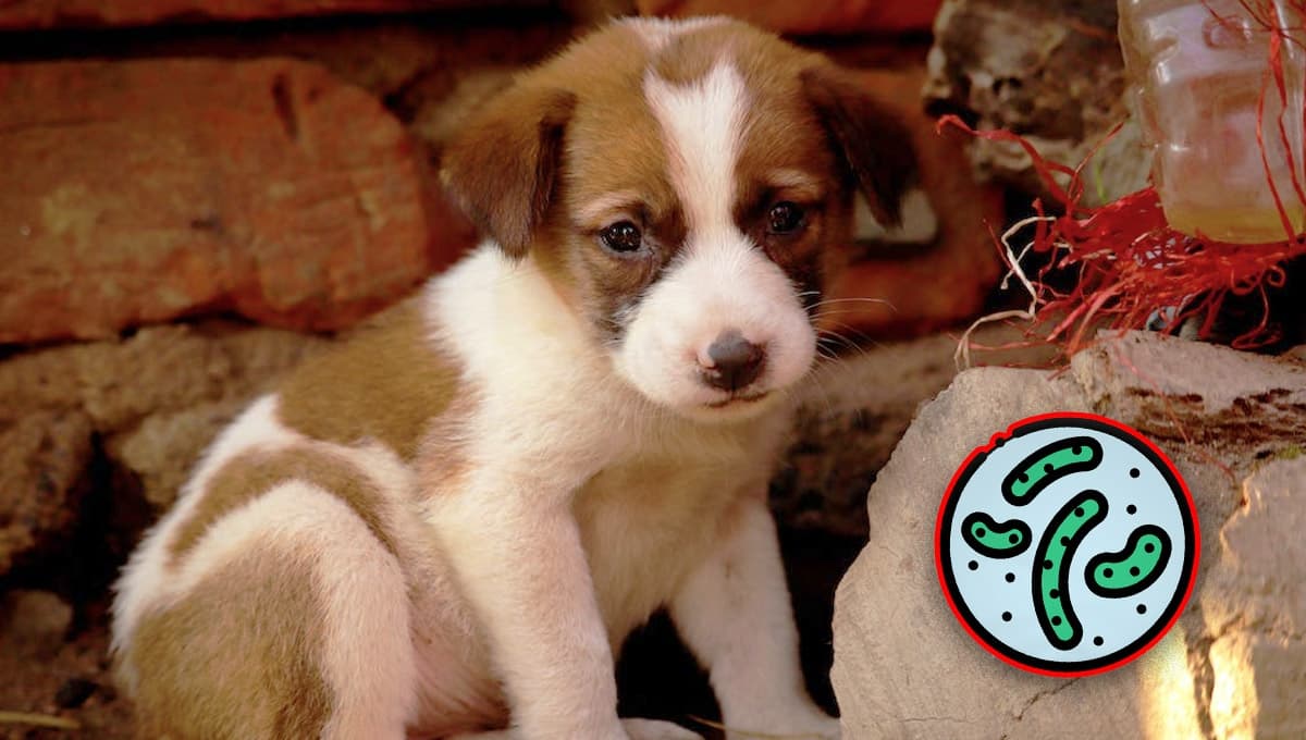 ¿Qué pasa cuando no desparasitas a un perro?