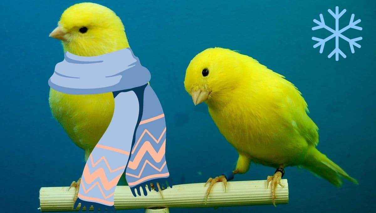 ¿Cómo saber si mi canario tiene frío?