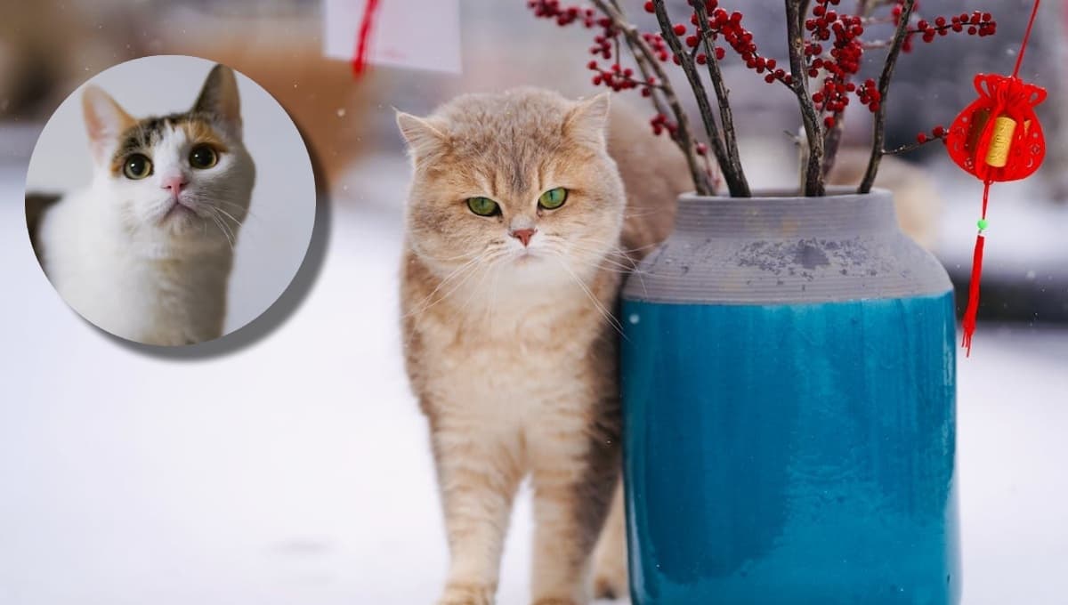 El TRUCO japonés para encontrar a tu gato perdido