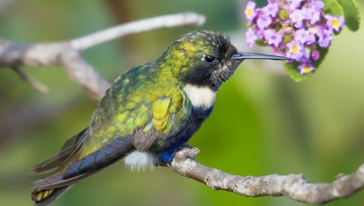 ¿Qué significa ver un colibrí verde en tu casa?