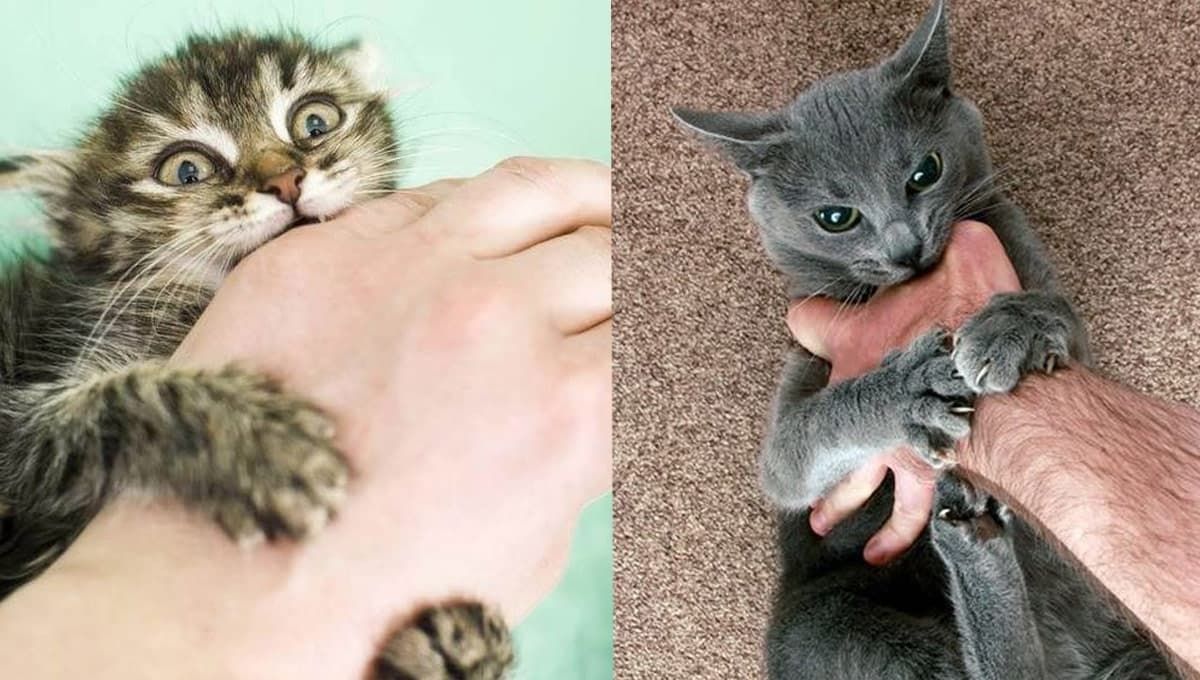 ¿Qué significa cuando un gato te lame y muerde fuerte?
