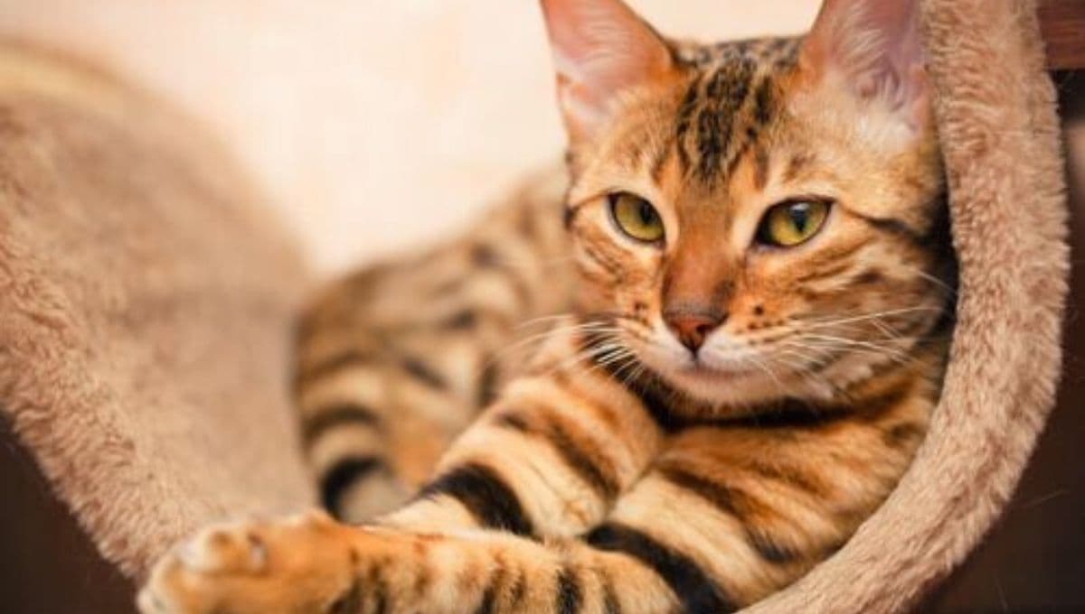 ¿Por qué mi gato estornuda mucho?