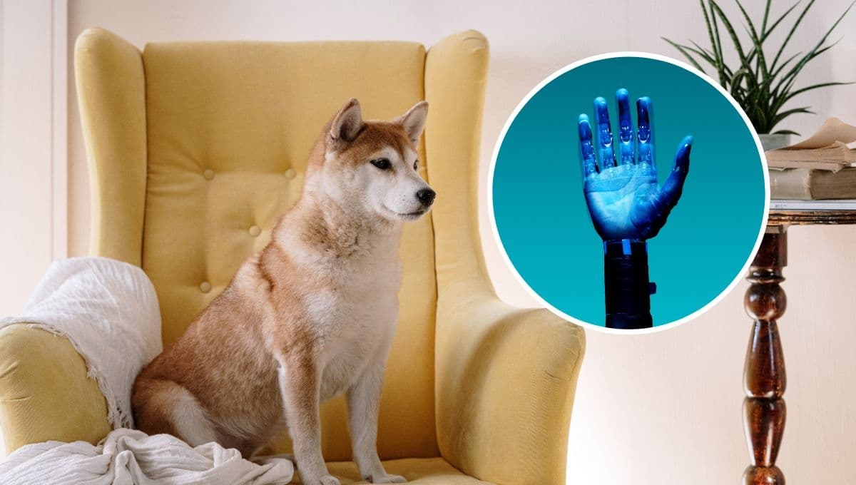 ¿Cuáles son los 10 perros más lindos del mundo según la inteligencia artificial?
