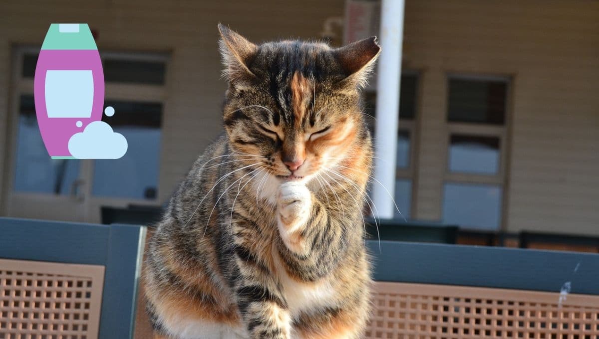 El truco de sólo 3 pasos para mantener a un gato limpio sin bañarlo