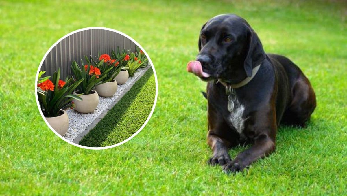 5 ideas prácticas pero lindas para decorar un patio en el que vive tu perro