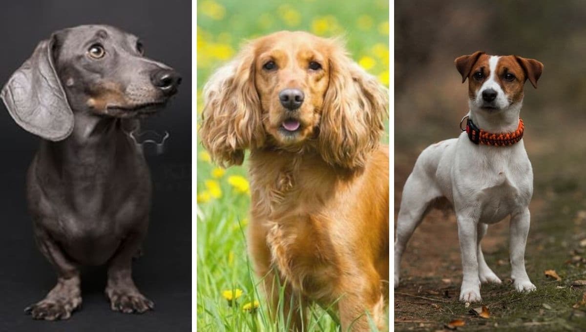 Checa las razas de perros pequeños que duran más tiempo de vida