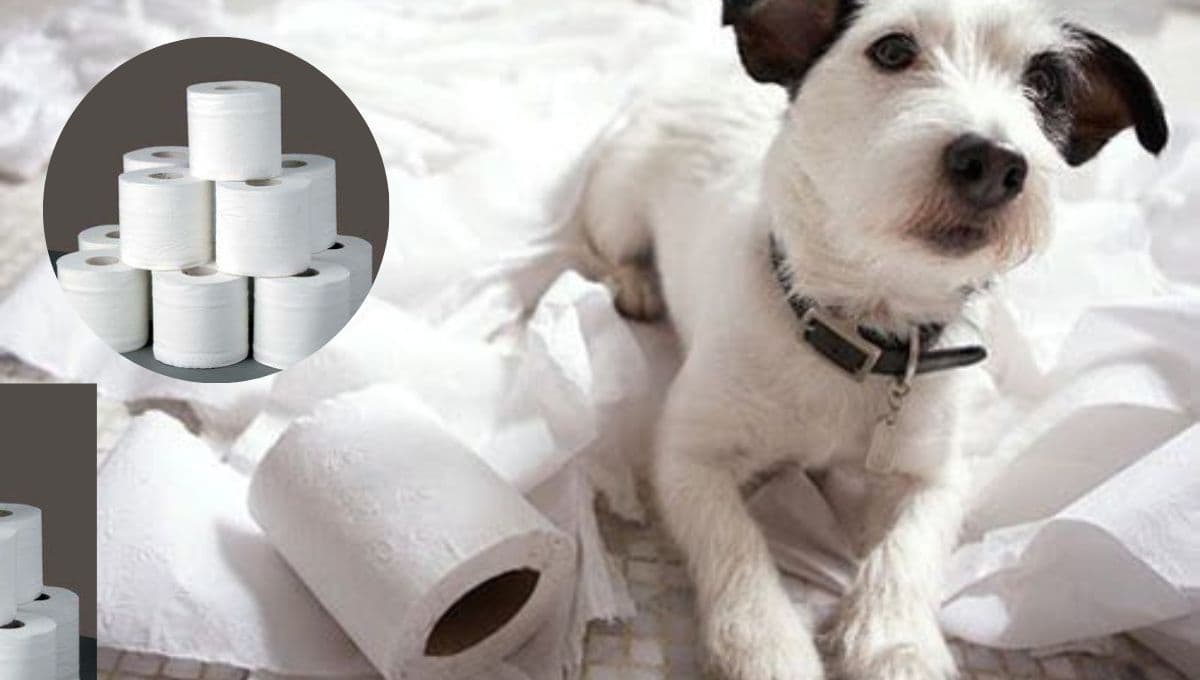 ¿Qué pasa si mi perro COME papel y cómo evitarlo?