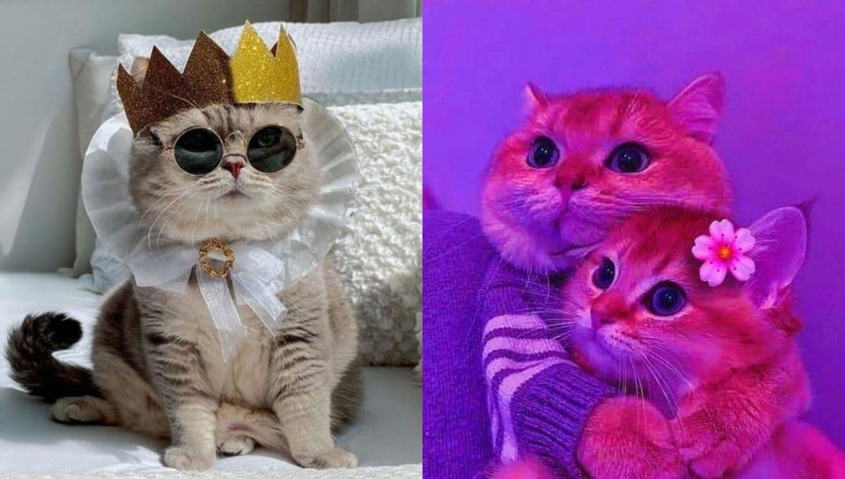 5 imágenes de gatos tiernos para poner de perfil en WhatsApp