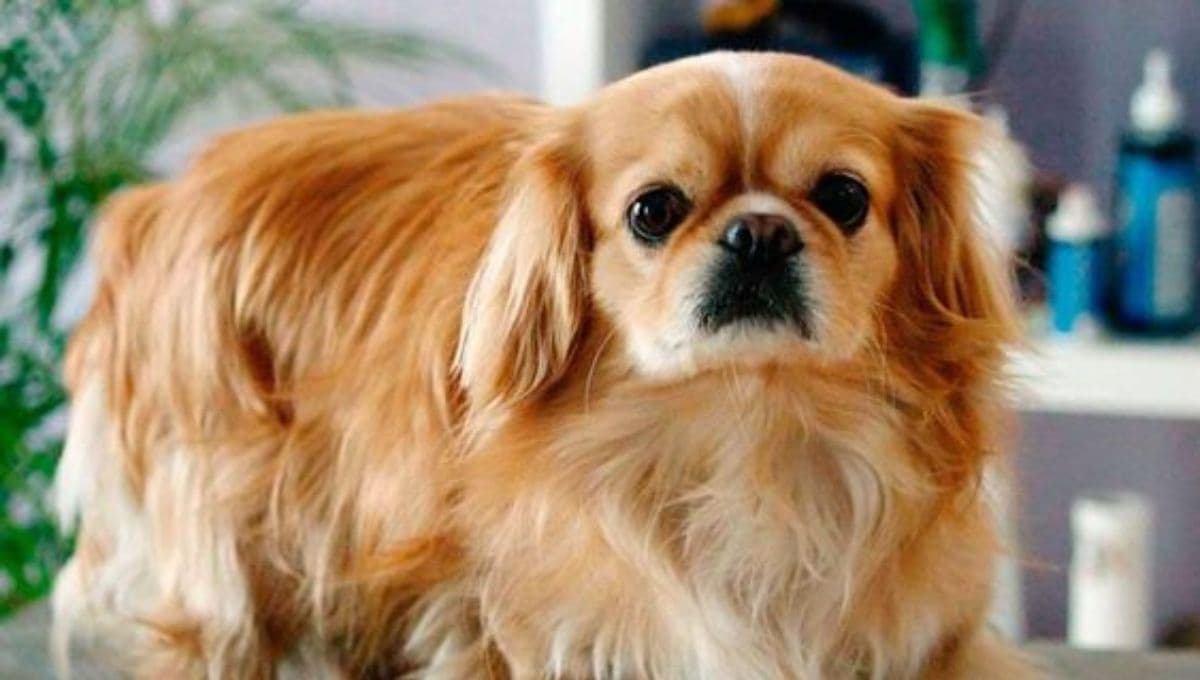 ¿Qué enfermedades sufren los perros pekinés y cuántos años pueden vivir?
