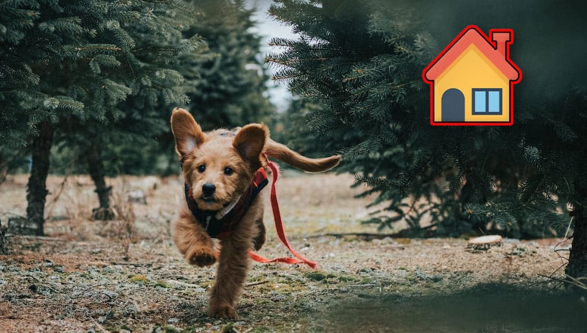 ¿Por qué mi perro es escapista?
