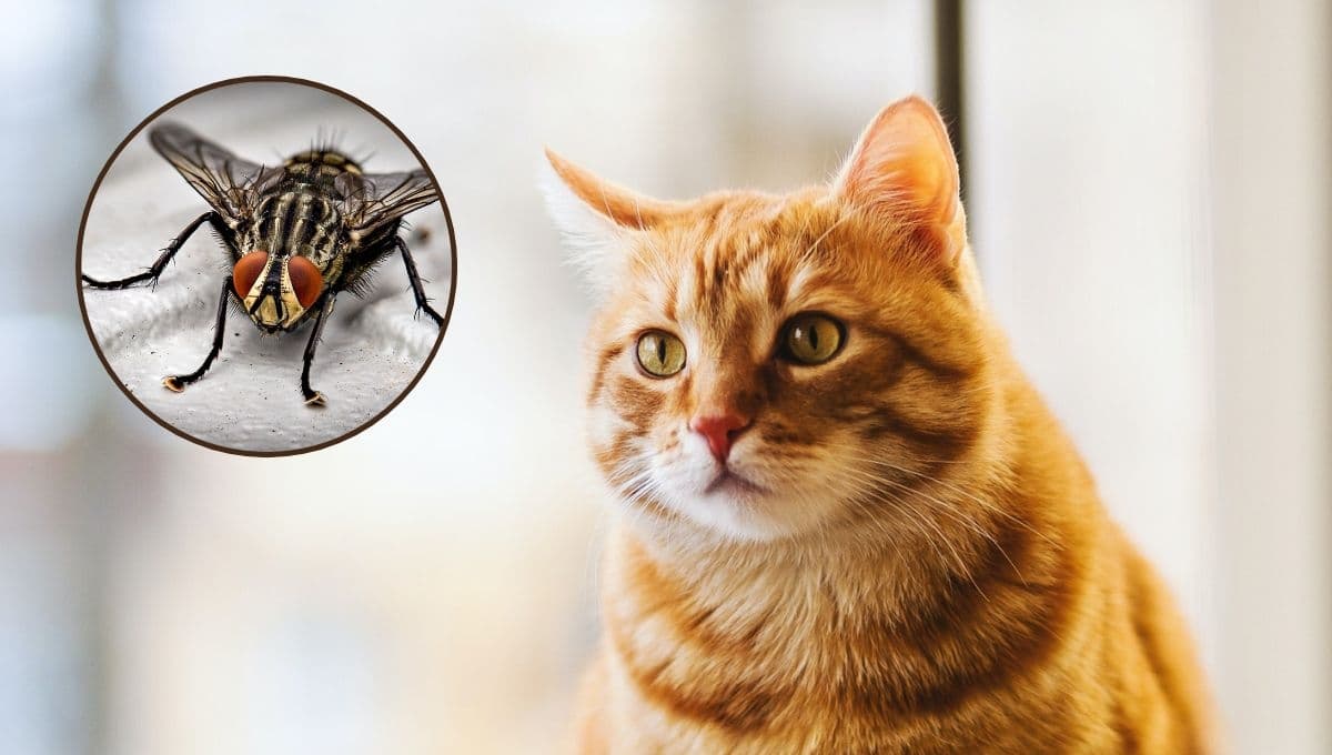 ¿Qué pasa si mi gato COME moscas y por qué lo hace?