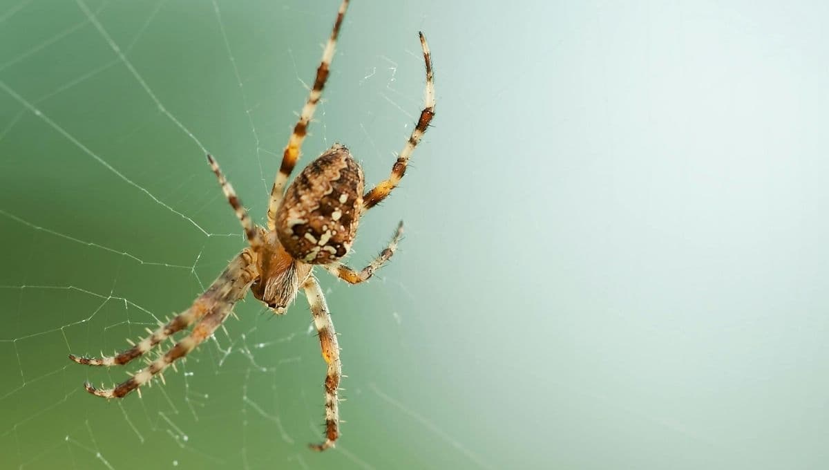 ¿Qué significa que aparezca una araña en el hogar?