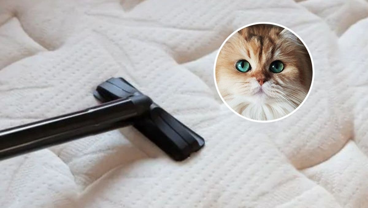 ¿Cómo quitar el olor a popo de gato de un colchón?