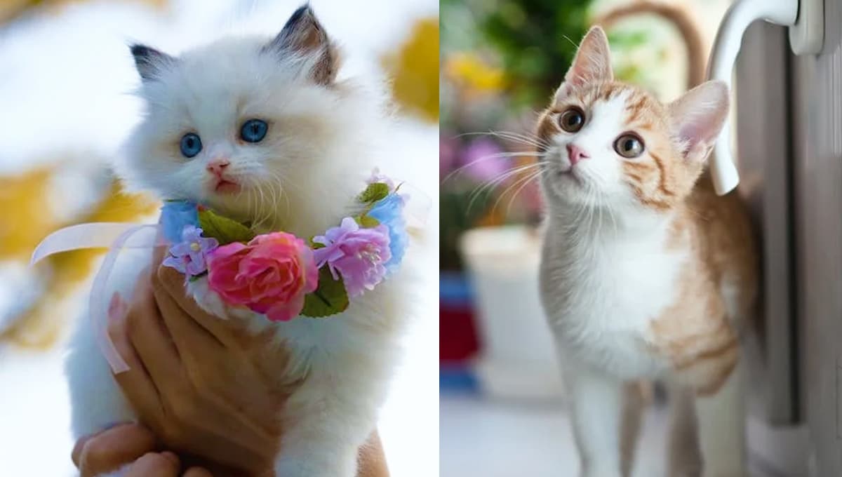 6 nombres lindos para gatas elegantes y su significado