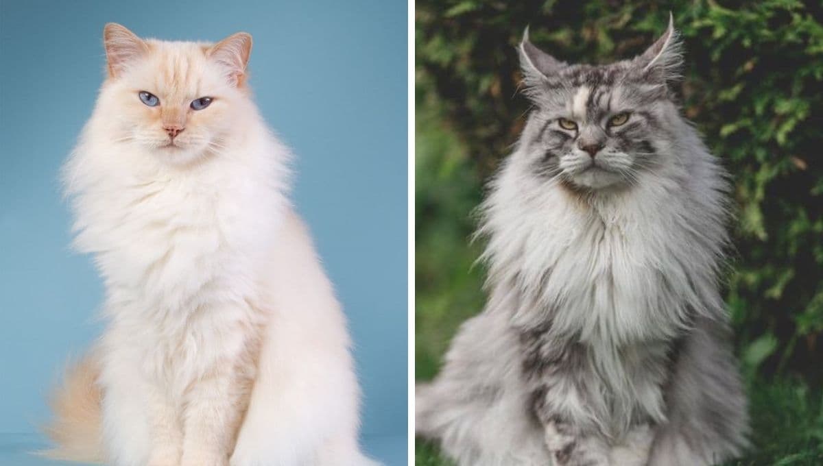 Checa los 6 gatos más perezosos del mundo