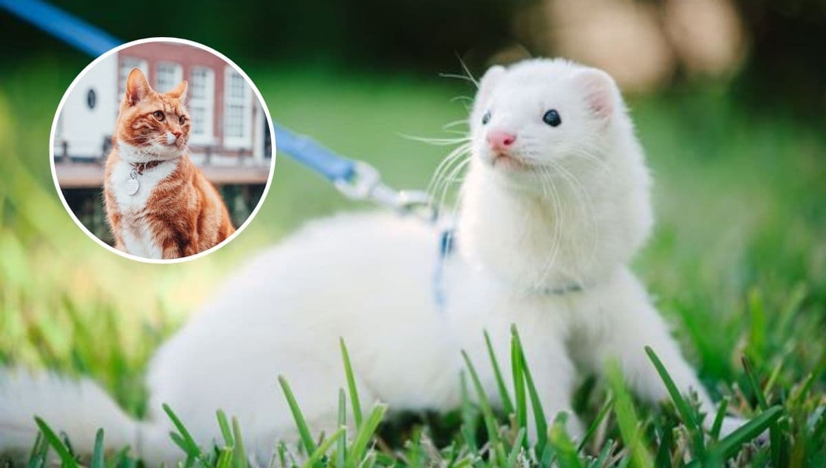 ¿Qué tal se llevan los hurones con los gatos?