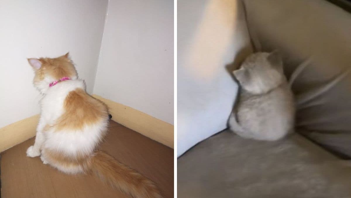 6 MEMES de gatos tristes porque no les trajeron NADA de Día de Reyes
