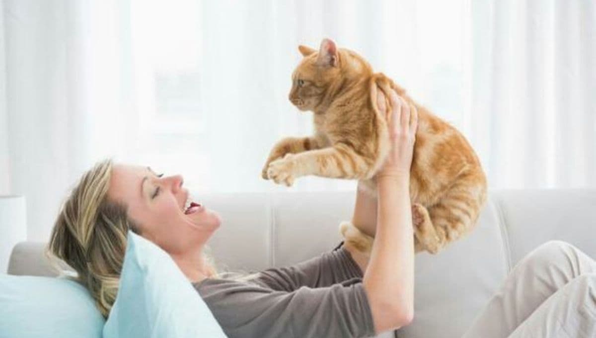 Contén la respiración antes de saber por qué los gatos ronronean y amasan