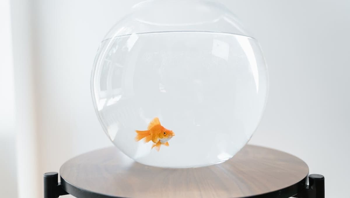 ¿Cuál es el mejor lugar para poner una pecera en casa?