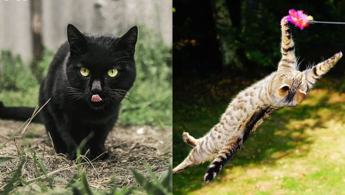 ¿A qué especies han extinguido los gatos y por qué?