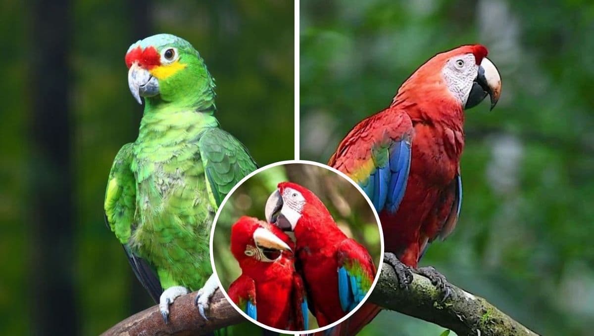 ¿A los loros cuál es el juguete que MÁS les gusta?