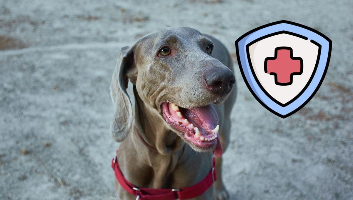 3 consejos seguros para cuidar la salud bucal de un perro
