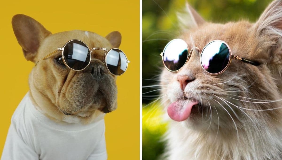 ¿Quién es más inteligente entre el perro y el gato? La ciencia lo revela