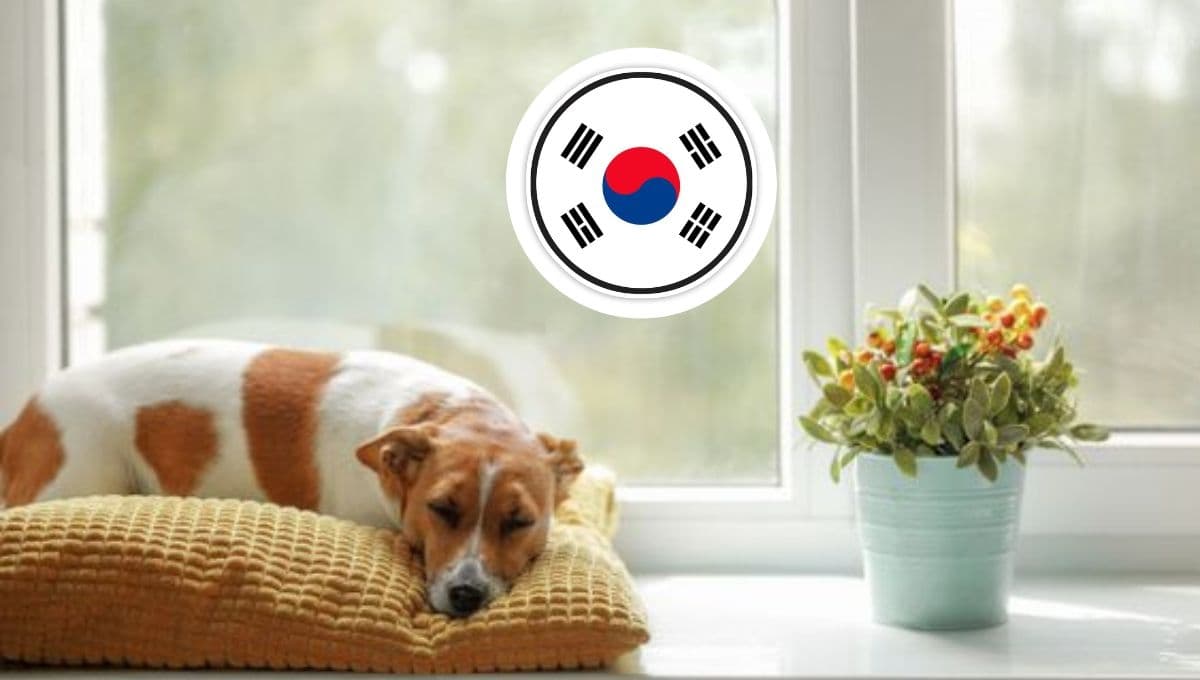 Corea del Sur prohíbe venta de carne de perro para comerla: ¿en qué otros países la consumen?