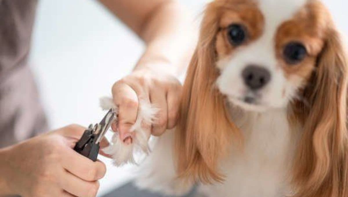 Cómo cortarle las uñas a tu perro en casa paso a paso