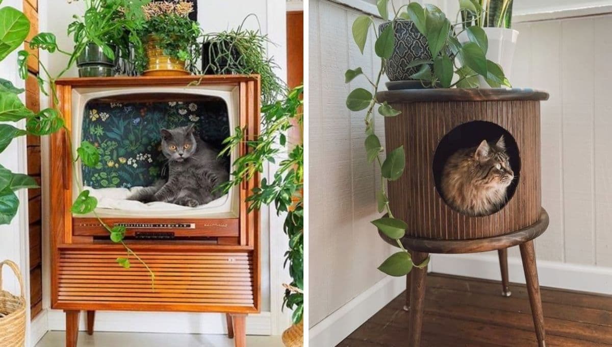 Gatos: 5 ideas bonitas y fáciles para decorar el espacio donde vive tu michi