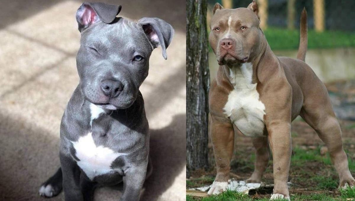 6 nombres imponentes para perros macho Pitbull con significado